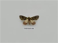 藏品(夜蛾694)的圖片